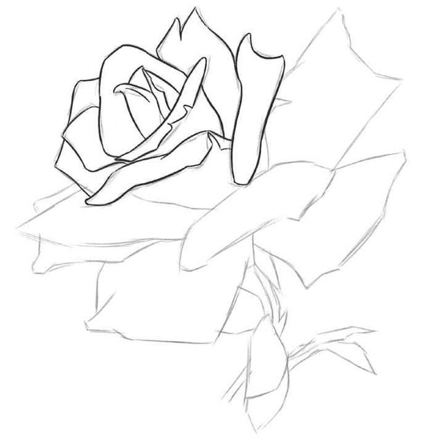 一片玫瑰花瓣的画法图片