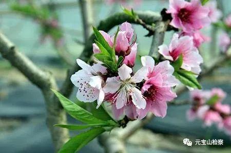 狂野西部第8天困难平民过法，植物大战僵尸2狂野西部第八关困难（今年，清明节的N种选择）