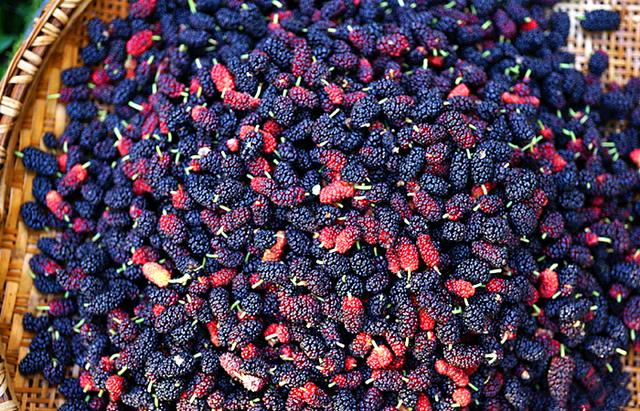 桑葚泡酒的正确方法，桑葚怎样泡酒（配方和做法教给你）