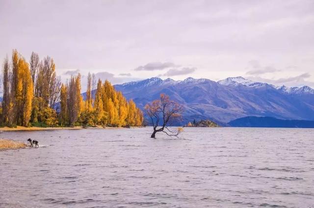 霜降的诗句，白露霜降的诗句（30首霜降诗词：霜降鸿声切）