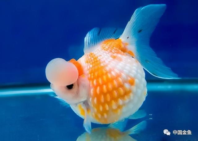 鱼怎么繁殖下一代，鱼是怎么繁殖后代的（春天到了，孕育鱼宝宝）