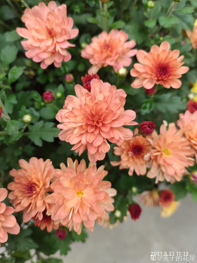 白菊花代表什么意思，白菊花的功效与作用（菊花的3个美好寓意）