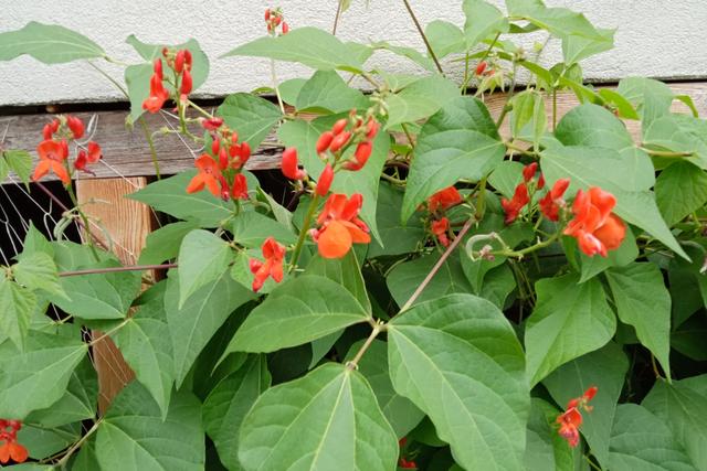 杂粮有哪些品种，粗粮都有什么（中国豆类大全）