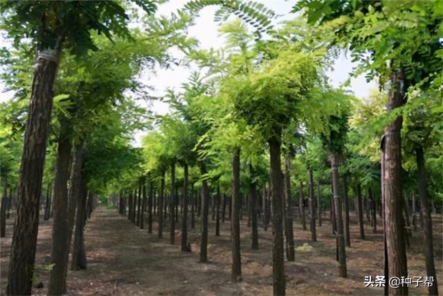 刺槐价格及种植造林技术介绍，刺槐价格及种植造林技术介绍图片（刺槐常被称作是“吉祥树”）