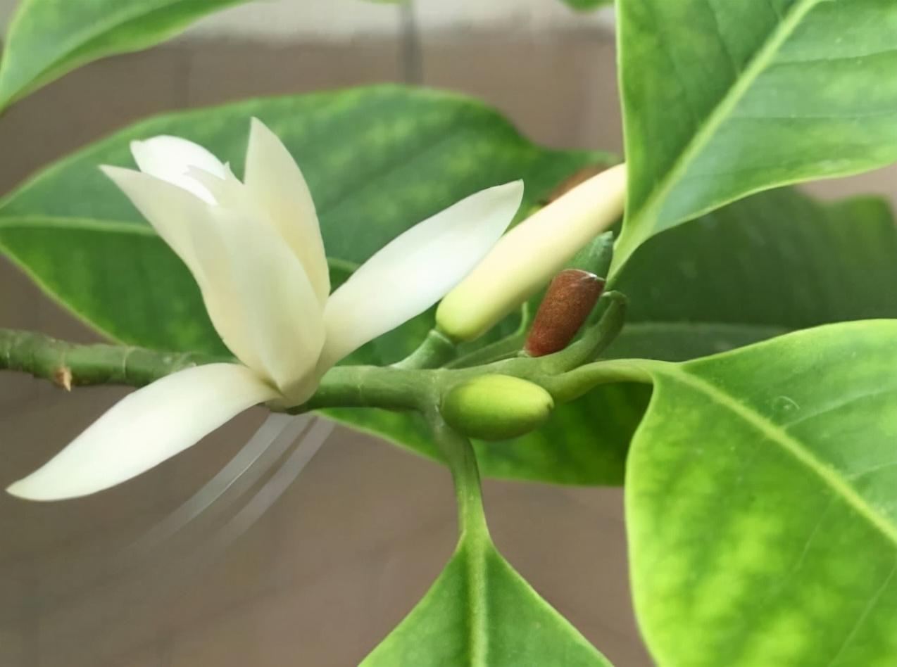 有香味的花(哪些花香味比较好闻)