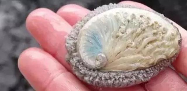 20种鲍鱼种类，世界鲍鱼品种大全