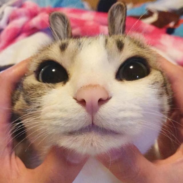 猫咪拉稀什么原因怎么治，猫咪拉稀是什么原因怎么治疗