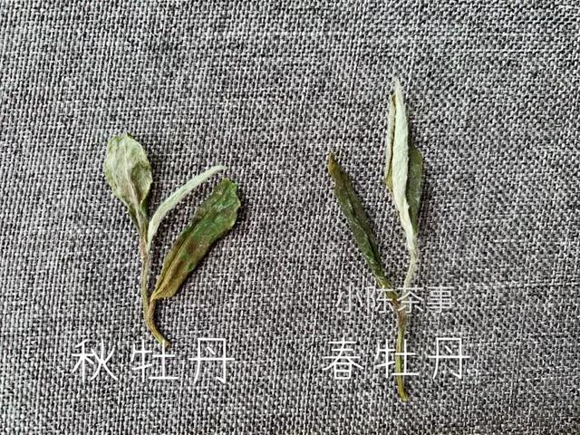 白牡丹茶怎么泡，白牡丹是什么茶（白茶春牡丹和秋牡丹）