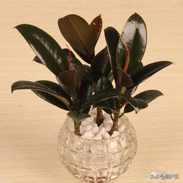 橡皮树的寓意是什么，花匠带你养花之橡皮树养护知识大全