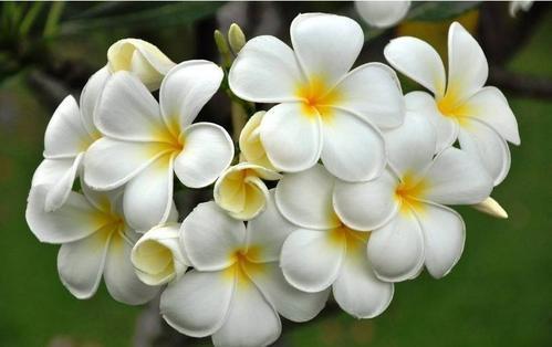 鸡蛋花怎么做，鸡蛋花的作用（鸡蛋开花挂满树梢）