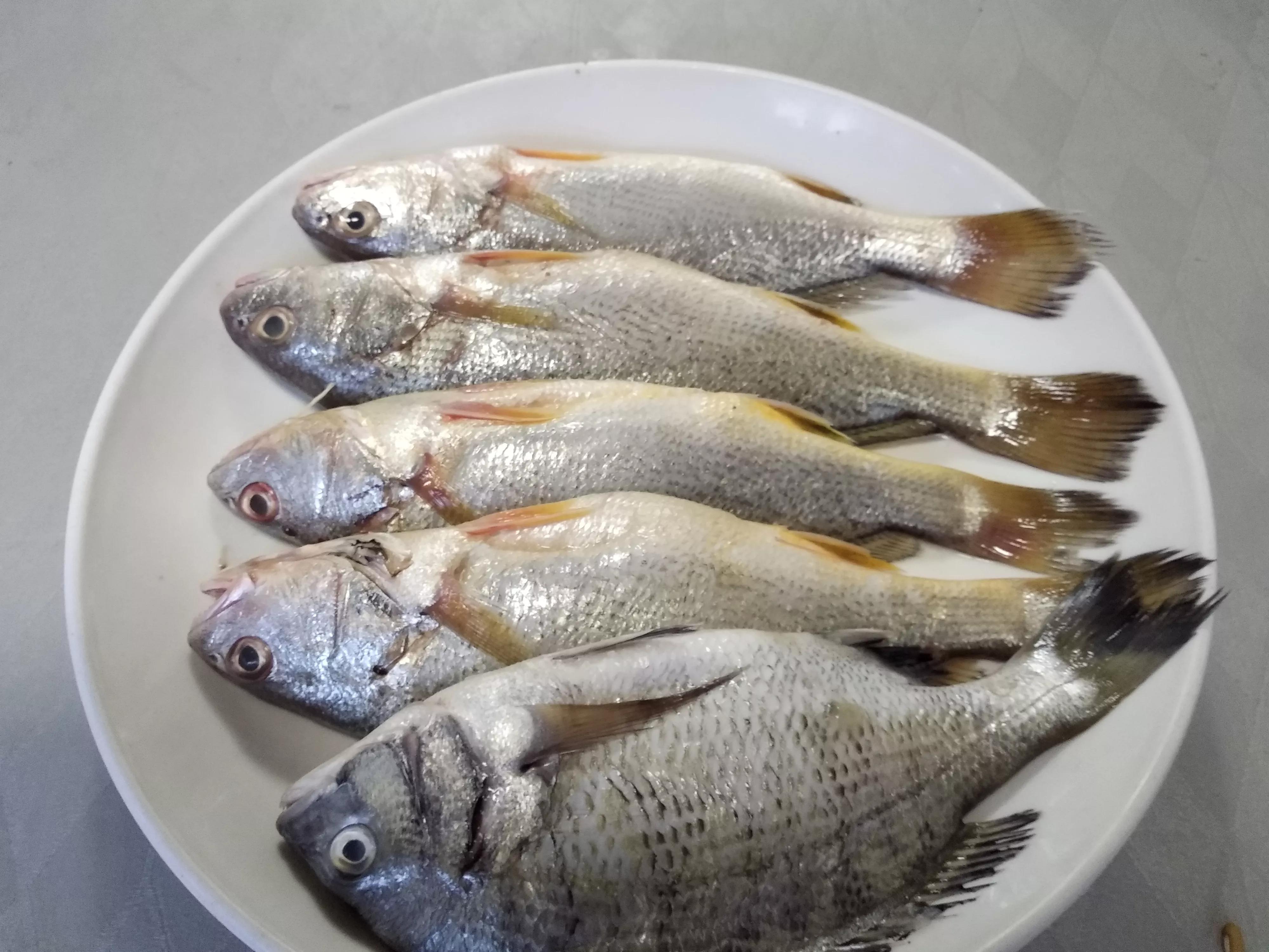 100种常见海鱼