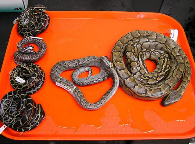 非洲巨蟒的介绍，非洲巨蟒vs泰坦巨蟒（长达七米的巨蟒在美国泛滥）