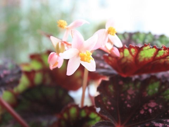 各种花的介绍资料，各种各样的花的介绍（花美叶也美的3种植物）