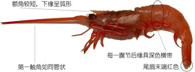 北极甜虾和普通虾的品种区别，如何鉴别对虾、罗氏虾、北极甜虾……一文解决“虾”认识