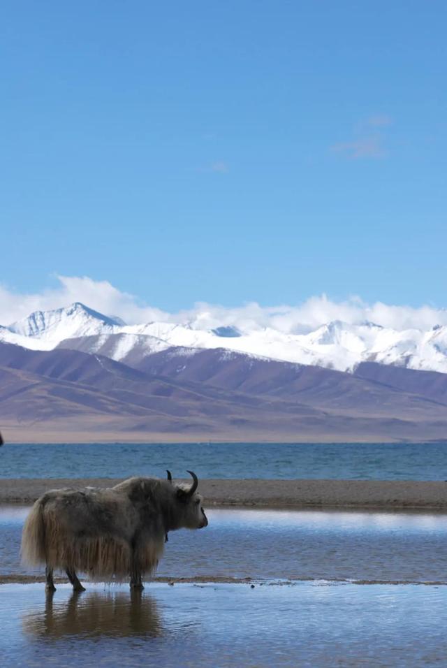 藏族的风俗习惯，藏族的民风民俗（看完你就是个西藏人了）