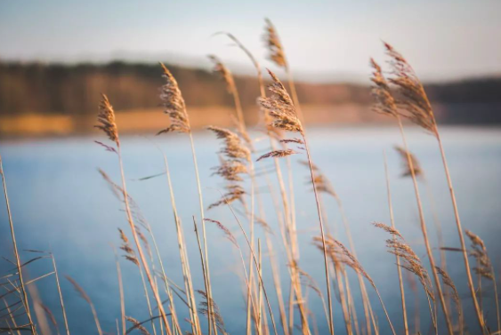 千淘万漉的意思，千淘万漉虽辛苦,吹尽狂沙始到金的意思（刘禹锡的一首哲理诗）