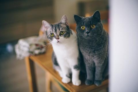 怎么分辨公猫和母猫，如何辨别猫的公母（只有亲身经历了才知道）