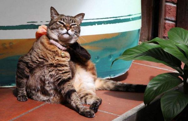 小猫多久会忘记猫妈妈，小猫长到多大时猫妈妈会赶走（猫咪能记住主人一辈子）