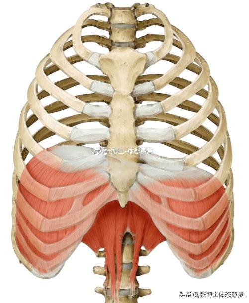 横膈膜呼吸法，横膈膜呼吸法有什么用（<膈式呼吸>对核心稳定性的影响）