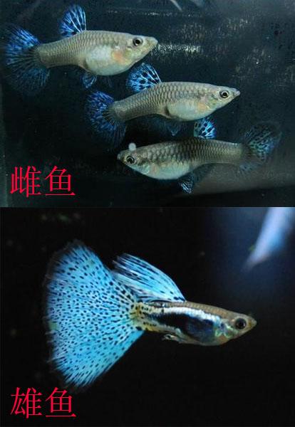 金波子怎么分公母，金波子鱼怎么区分公母（九种常见热带鱼性别区分方法）
