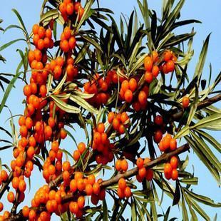 沙棘果怎么吃，阳台养盆“沙棘果”