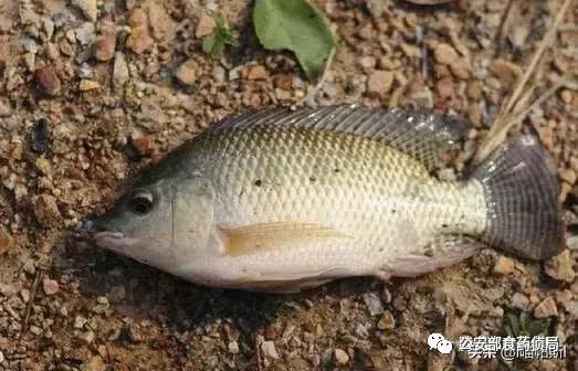 网上流传的吃人塘鲺是真的吗，高州食人大塘鲺（公安部提醒：这些外来物种）