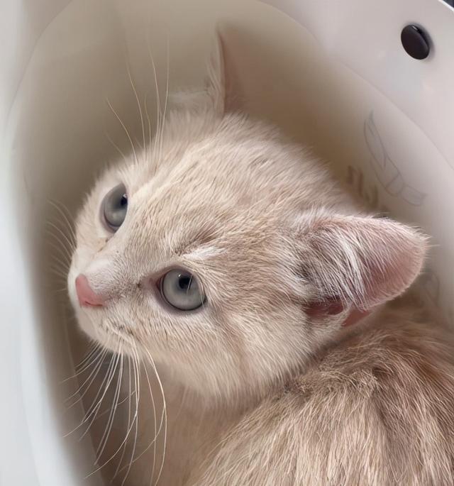 可爱表情包.抱我的小猫腿舔我的jio，微信头像，可爱表情包.抱我的小猫腿舔我的jio（却把评论区逼成了恋jio癖哈哈哈）