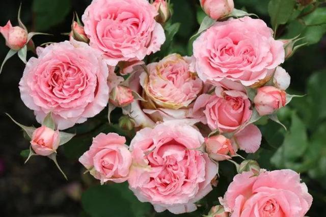 各种玫瑰花的含义，各色的玫瑰花有什么含意（一篇文章认全花店必备80种玫瑰花）