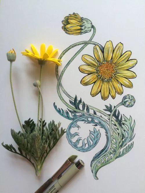 怎样用中性笔画玫瑰花好看，中性笔画花卉图片（一篇用针管笔画的植物花卉）