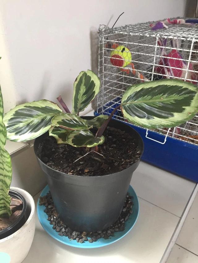 孔雀竹芋有什么作用，孔雀竹芋百科（观赏竹芋就养成室内好看的观叶植物）