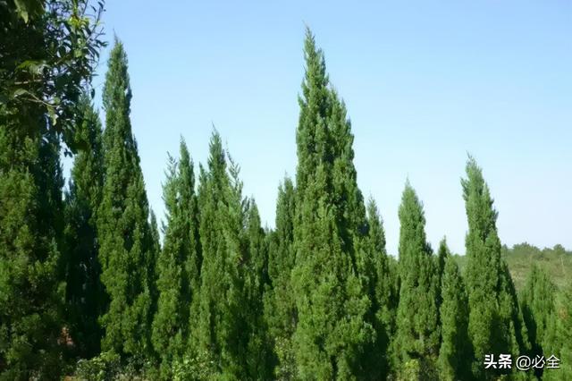 地被植物，常绿植物、地被及其他篇（地被植物名词解释）