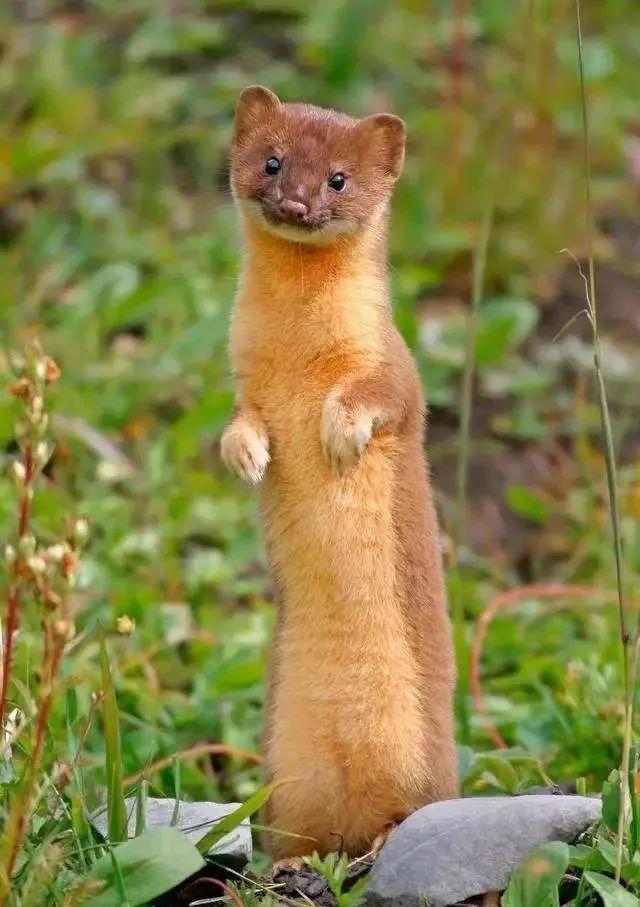 黄鼠狼长什么样子，黄鼠狼身上长什么样（也许需要一次正名）