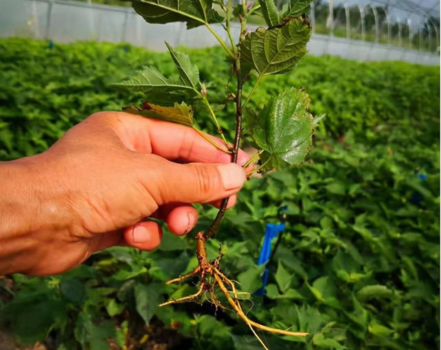 构树如何种植，构树苗种植技术（曾经人见人恨的构树）