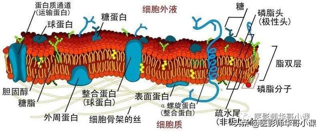 人体解剖学基础，人体解剖学基础知识学什么（基础知识之人体解剖学基础）