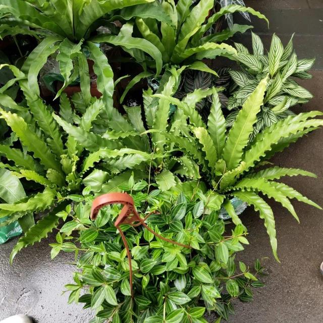 荷花最好看的品种是什么，这花最好看、最好养