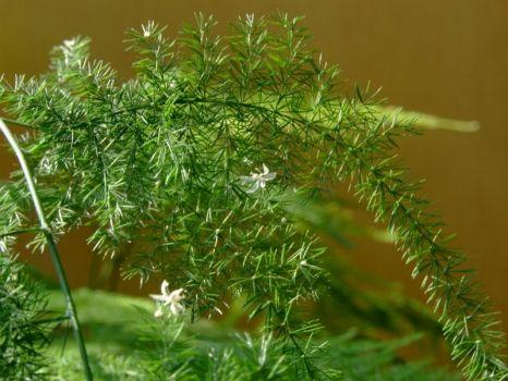 文竹种子种植方法如下，摘下10粒小种子