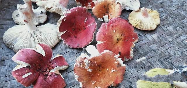 黄色的蘑菇叫什么，黄菌菇图片大全（盘点七种常见食用菌菇）