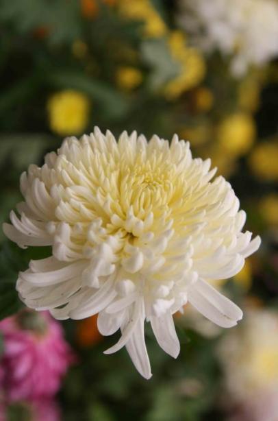 天堂鸟花语，天堂鸟花图片（你知道大自然中这些花的花语吗）