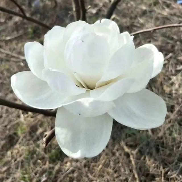 为什么10楼风水最好，风水最旺的房子10楼（家门口种棵“吉祥花”）