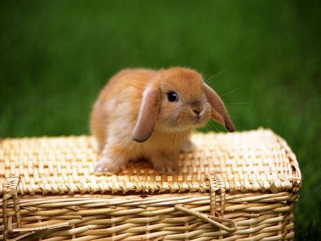 最漂亮的宠物兔品种,原来最适合的当宠物的兔兔