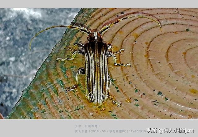 关于星天牛介绍，星天牛百度百科（这外貌“粗糙”的天牛你认得么）