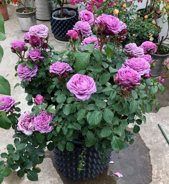 月季花图片,月月红月季花图片(100个月季品种)