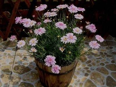 玛格丽特花怎么养，玛格丽特花怎么养殖（玛格丽特花如何种植及花期管理）