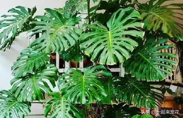 龟背竹图片，新手养龟背竹有“3忌”（龟背竹的养殖方法）