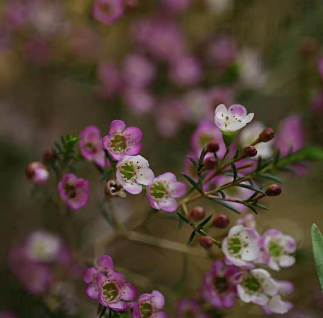 红腊梅花语，红色腊梅花花语（鲜花的一千零一种表达方式腊梅花花语）