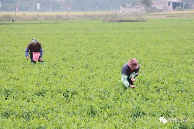 豆妃是什么，豆妃是什么样子（贺州豆杯在香港一斤能卖80元港币）