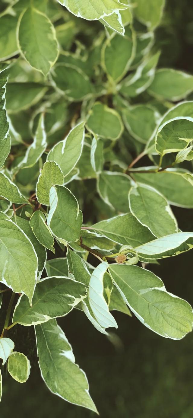 唯美植物花类头像微信，唯美植物花类头像（小清新绿色护眼植物+唯美绽放的瞬间​​​）