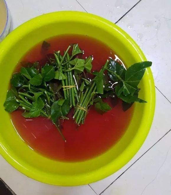 霸王花是火龙果的花吗，昙花、霸王花、火龙果花和令箭荷花的区别（奶奶把一根枝插土里）