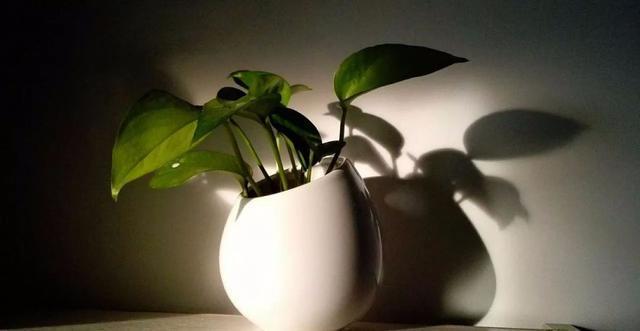 绿萝的作用，绿萝长高了怎么办（绿萝花的功效和作用）