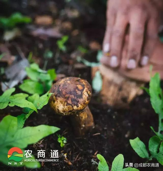 松茸跟松茸菇区别图，到底谁是真松茸